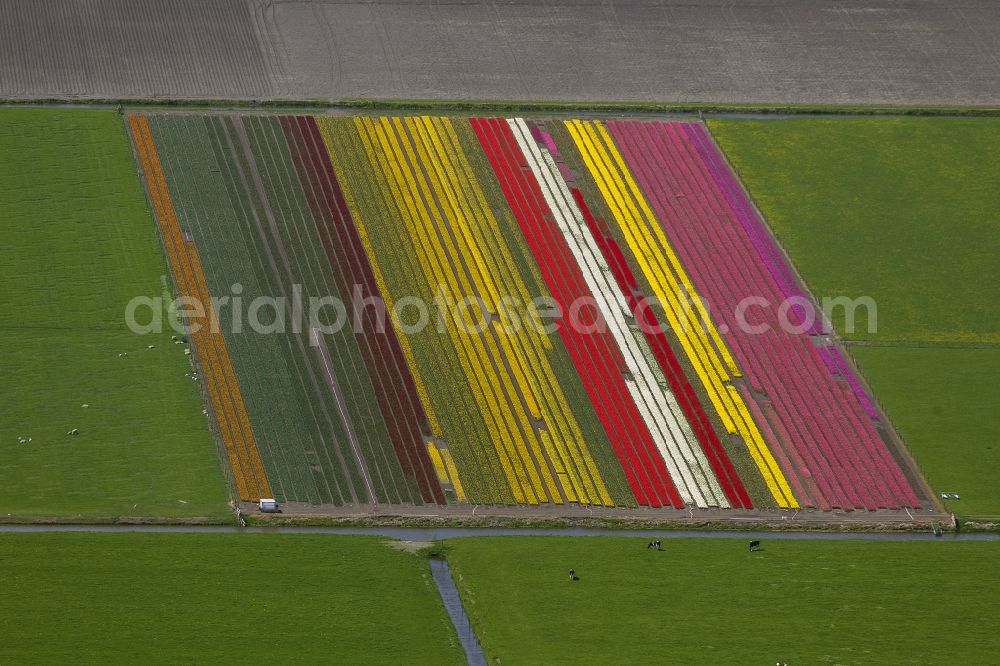 Aerial photograph Ursem - Agriculture - Landscape with fields of tulips to flower production in Ursem in North Holland Holland / Netherlands