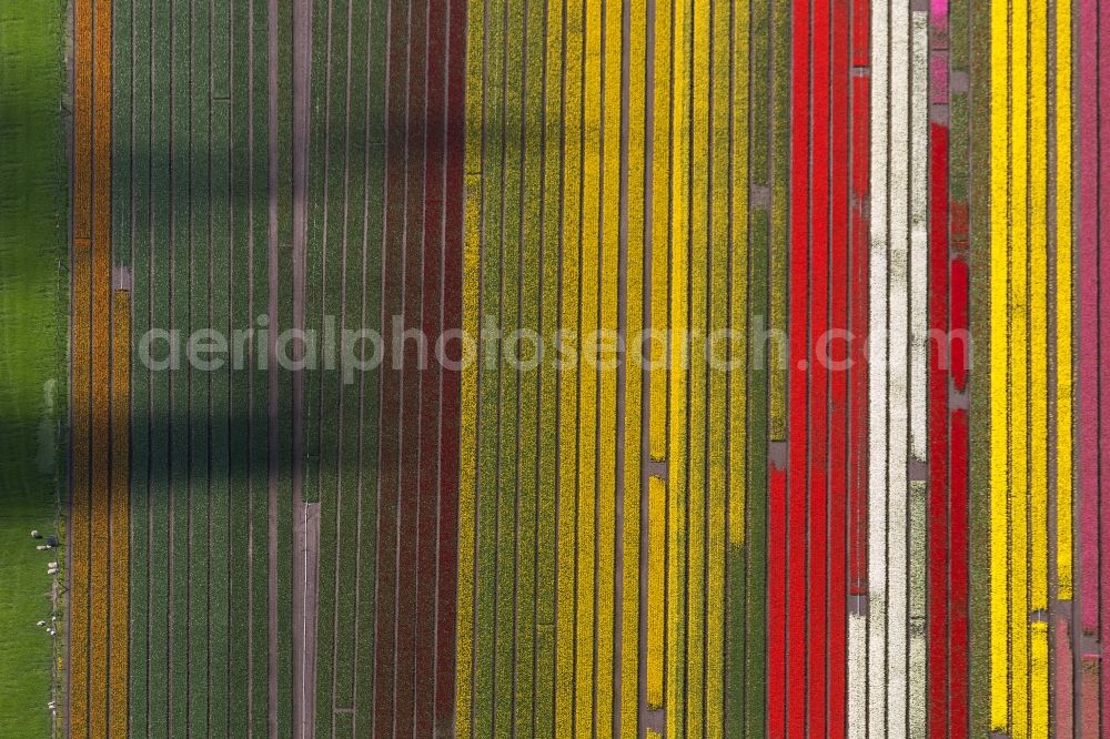 Ursem from above - Agriculture - Landscape with fields of tulips to flower production in Ursem in North Holland Holland / Netherlands