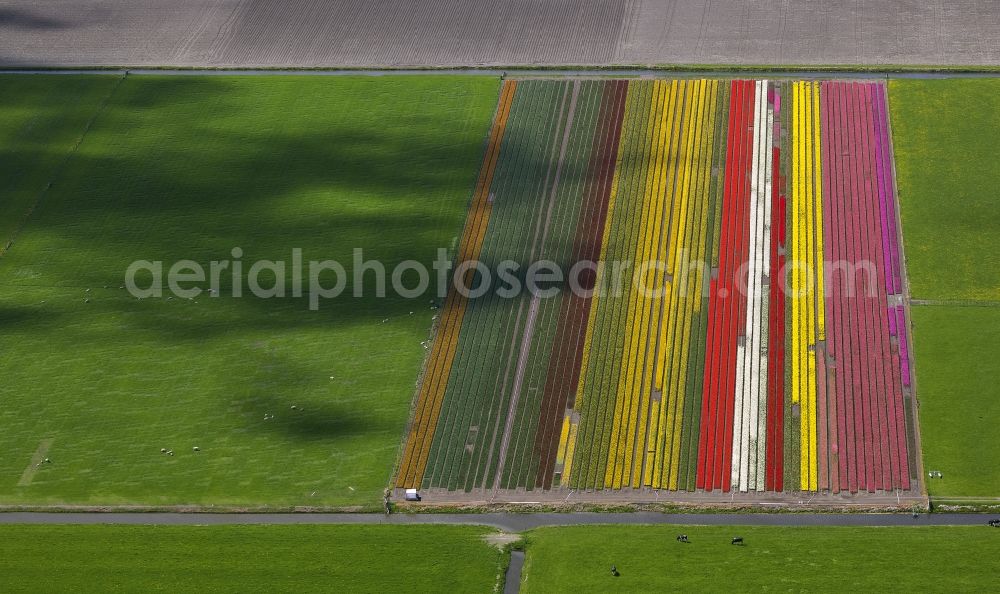 Ursem from the bird's eye view: Agriculture - Landscape with fields of tulips to flower production in Ursem in North Holland Holland / Netherlands