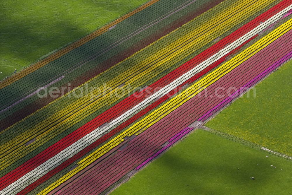 Aerial image Ursem - Agriculture - Landscape with fields of tulips to flower production in Ursem in North Holland Holland / Netherlands