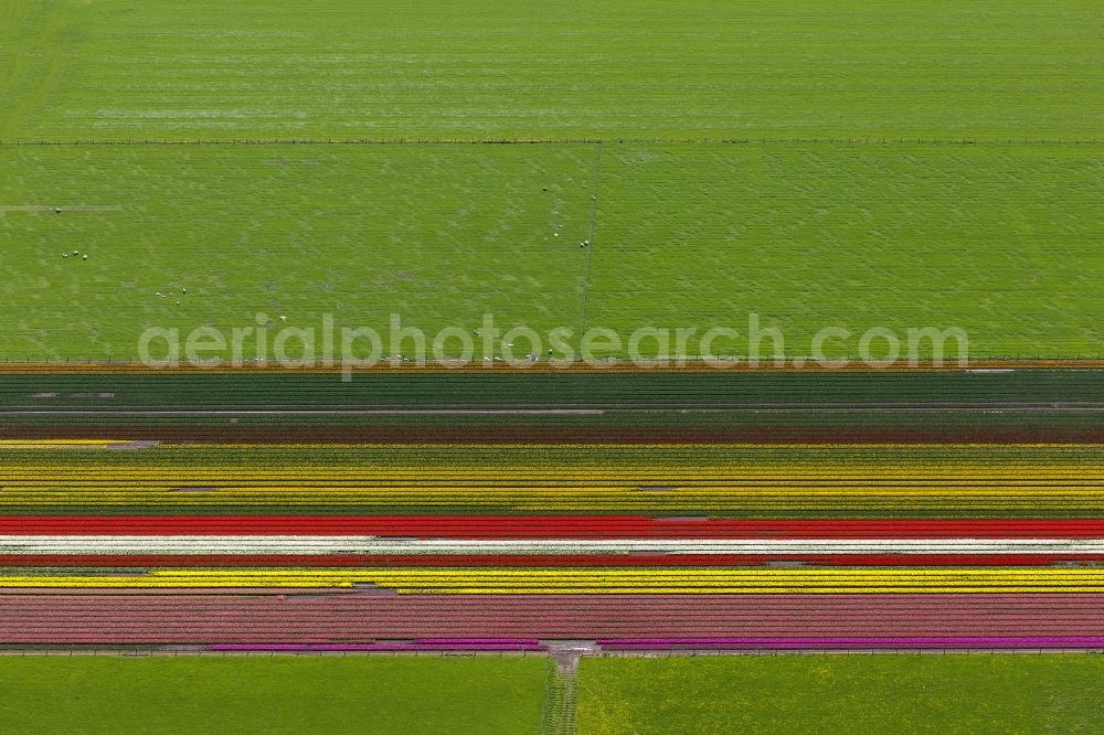 Aerial photograph Ursem - Agriculture - Landscape with fields of tulips to flower production in Ursem in North Holland Holland / Netherlands