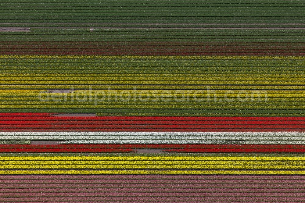 Ursem from above - Agriculture - Landscape with fields of tulips to flower production in Ursem in North Holland Holland / Netherlands