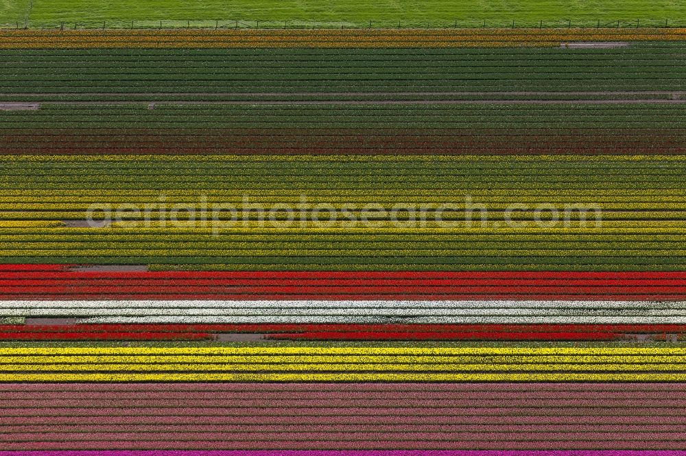 Ursem from the bird's eye view: Agriculture - Landscape with fields of tulips to flower production in Ursem in North Holland Holland / Netherlands