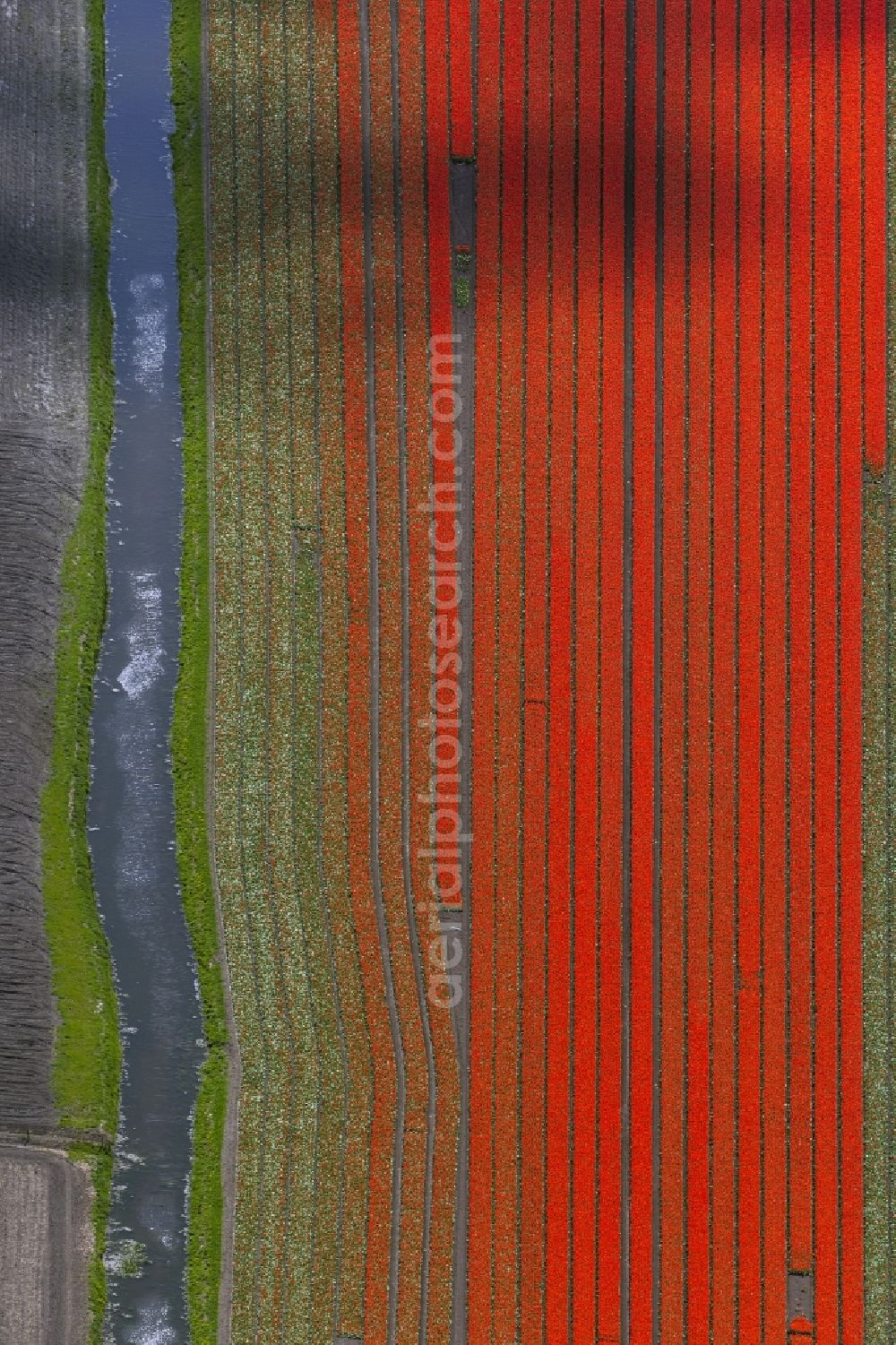 Aerial photograph Ursem - Agriculture - Landscape with fields of tulips to flower production in Ursem in North Holland Holland / Netherlands