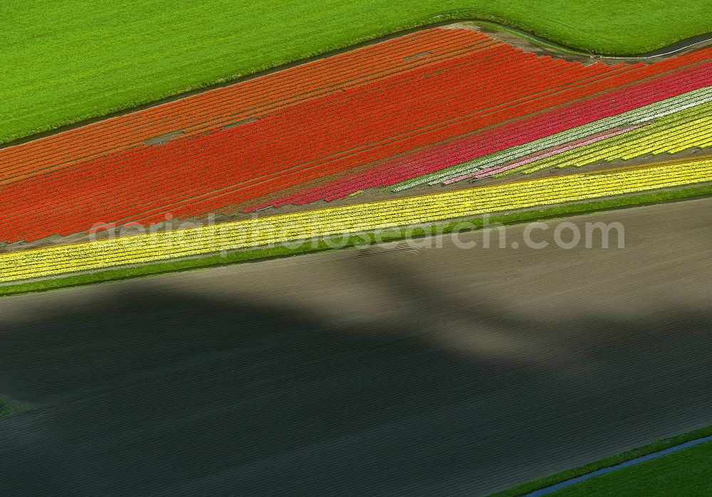 Aerial image Ursem - Agriculture - Landscape with fields of tulips to flower production in Ursem in North Holland Holland / Netherlands