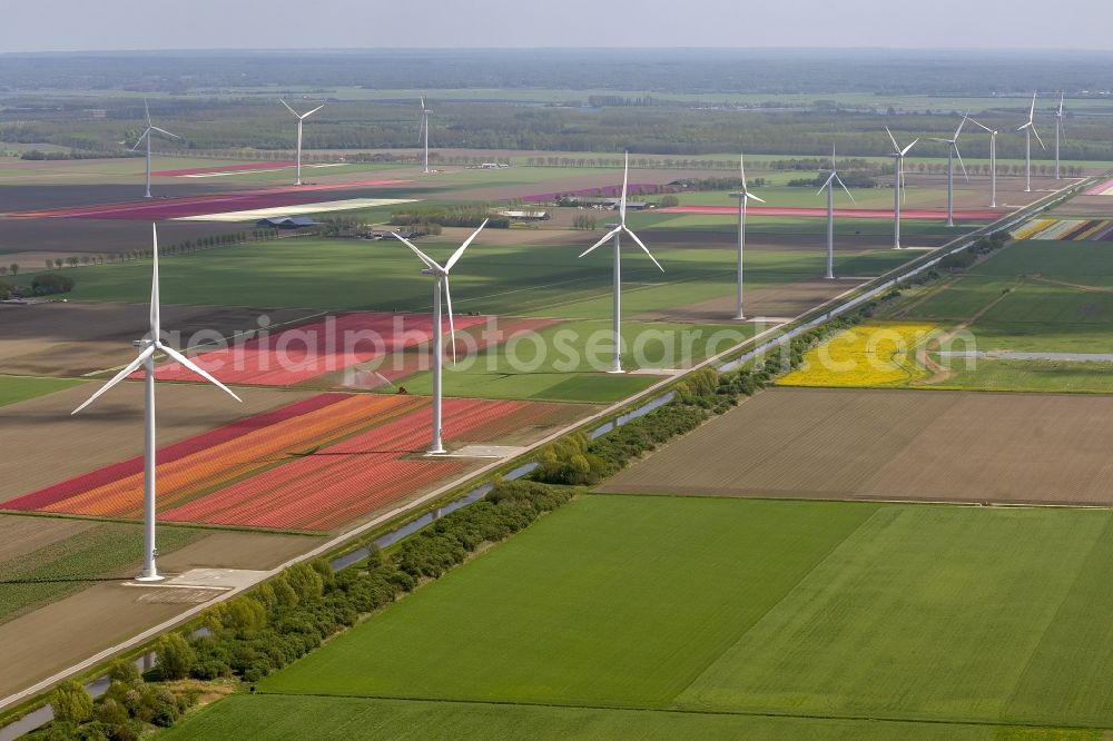 Zeewolde from above - Agriculture - Landscape with wind turbines on a wind power plant tulip fields to flower production in Zeewolde in North Holland Holland / Netherlands