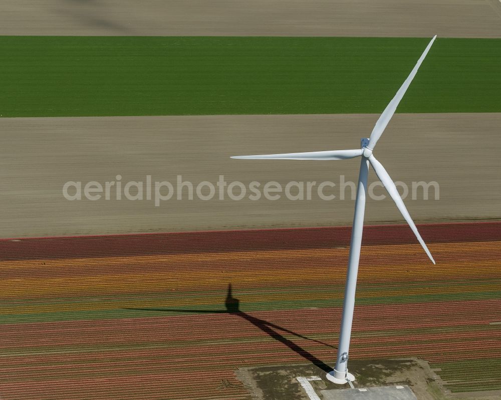 Zeewolde from the bird's eye view: Agriculture - Landscape with wind turbines on a wind power plant tulip fields to flower production in Zeewolde in North Holland Holland / Netherlands