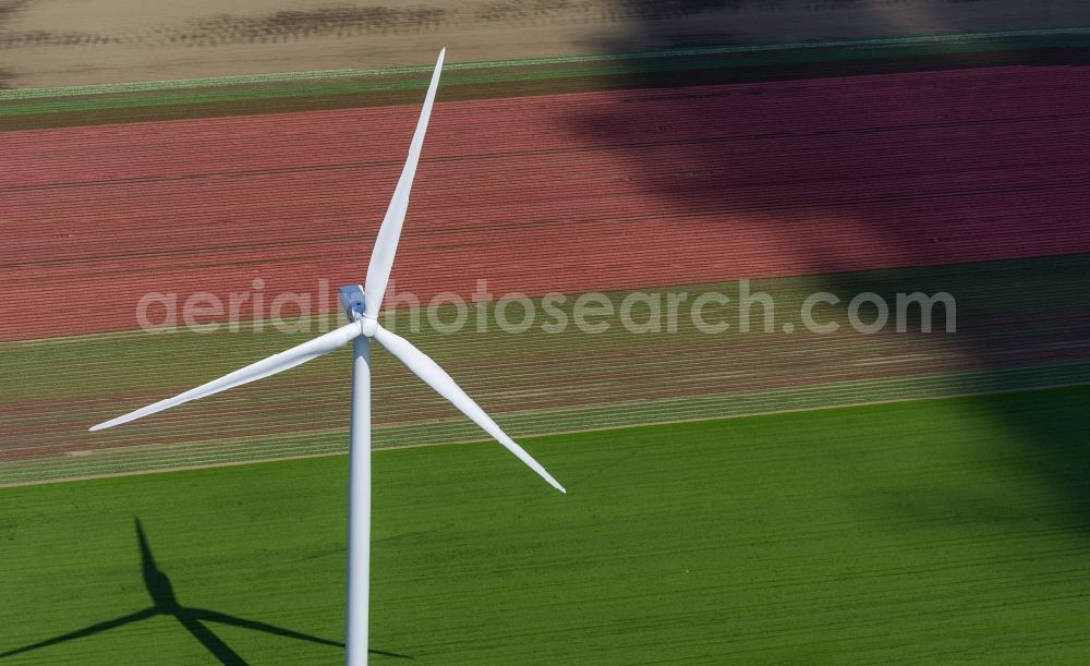 Aerial photograph Zeewolde - Agriculture - Landscape with wind turbines on a wind power plant tulip fields to flower production in Zeewolde in North Holland Holland / Netherlands