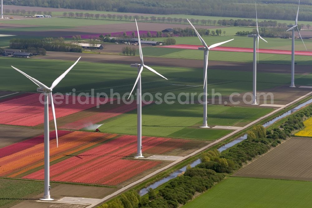 Aerial image Zeewolde - Agriculture - Landscape with wind turbines on a wind power plant tulip fields to flower production in Zeewolde in North Holland Holland / Netherlands