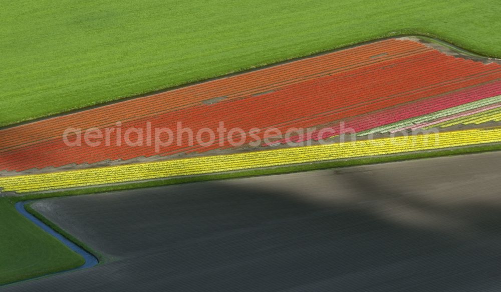 Aerial image Zuidermeer - Agriculture - Landscape with fields of tulips to flower production in Zuidermeer in North Holland Holland / Netherlands