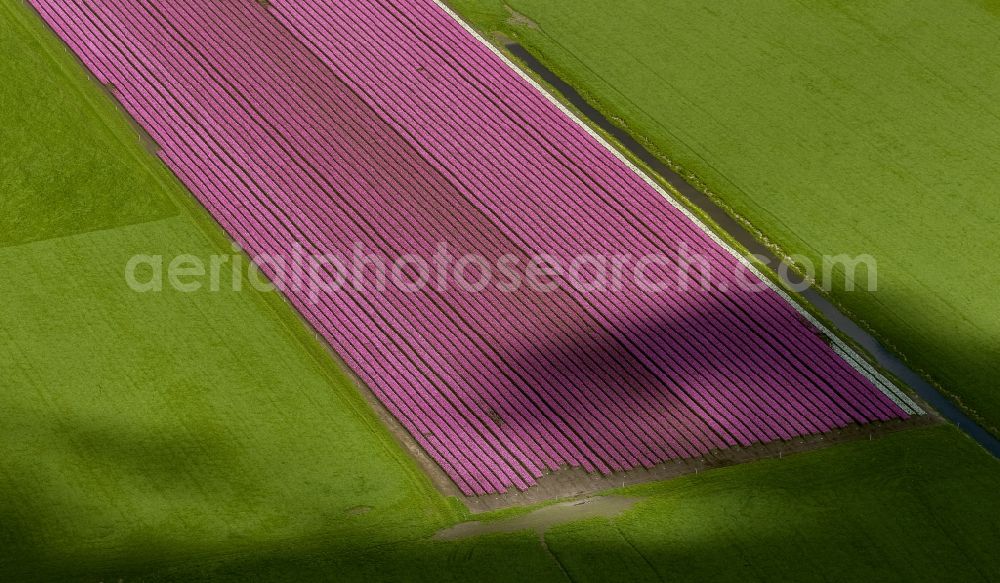 Aerial photograph Zuidermeer - Agriculture - Landscape with fields of tulips to flower production in Zuidermeer in North Holland Holland / Netherlands