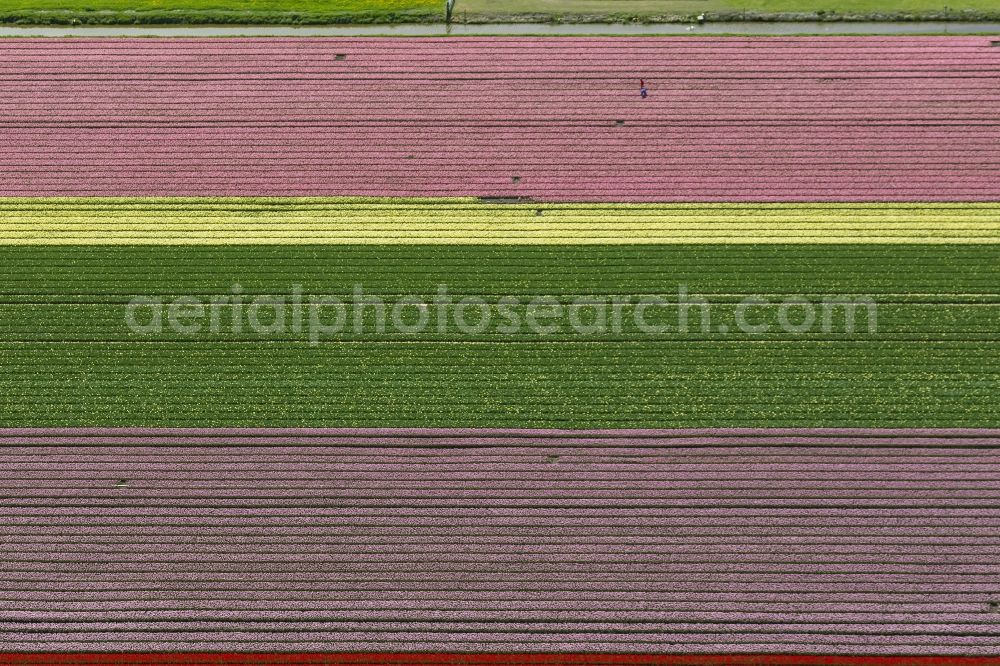 Aerial photograph Zuidoostbeemster - Agriculture - Landscape with fields of tulips to flower production in Zuidoostbeemster in North Holland Holland / Netherlands