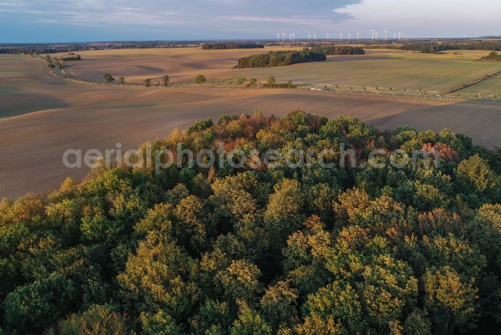 Aerial photograph Lietzen - Treetops in a forest area in Lietzen in the state Brandenburg, Germany