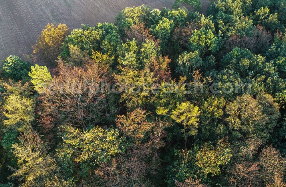 Lietzen from above - Treetops in a forest area in Lietzen in the state Brandenburg, Germany