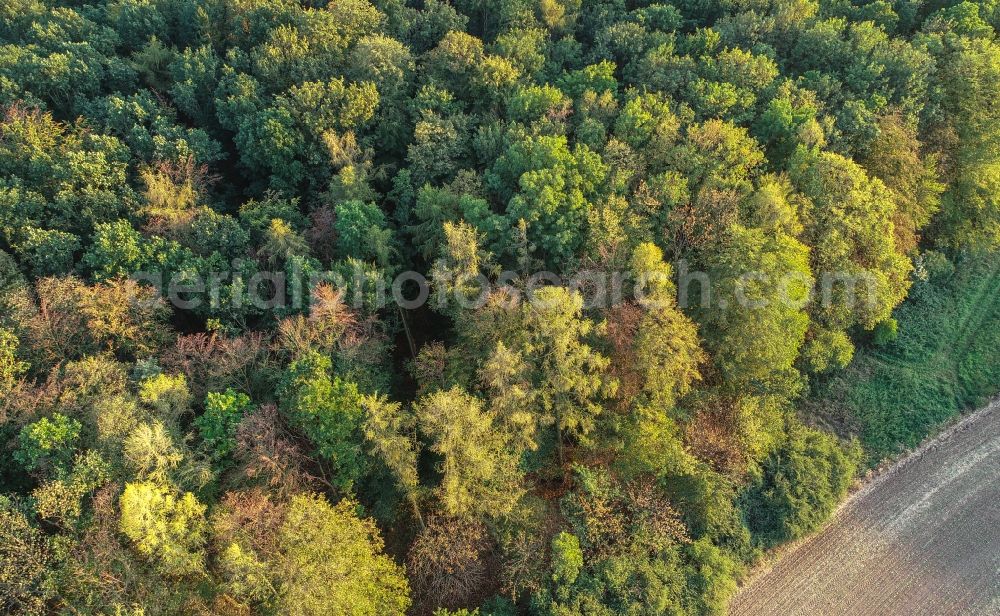 Lietzen from the bird's eye view: Treetops in a forest area in Lietzen in the state Brandenburg, Germany