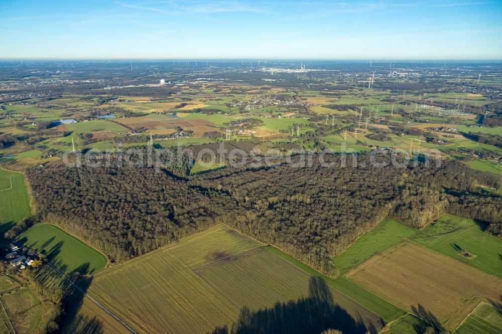 Gladbeck from the bird's eye view: Treetops in a forest area Moellers Bruch Waldgebiet in Gladbeck at Ruhrgebiet in the state North Rhine-Westphalia, Germany
