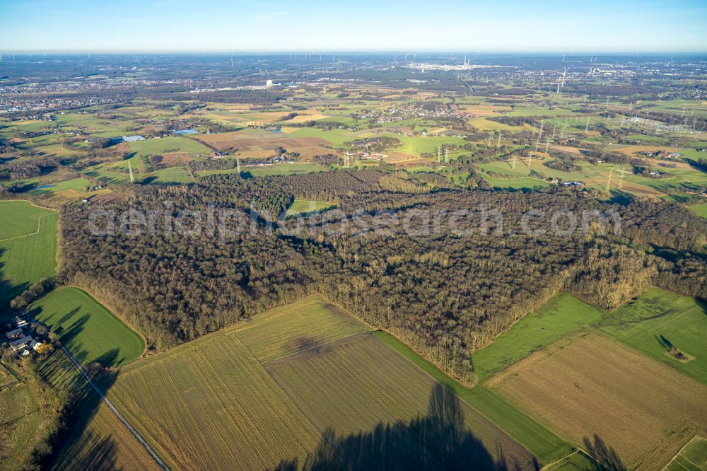 Aerial image Gladbeck - Treetops in a forest area Moellers Bruch Waldgebiet in Gladbeck at Ruhrgebiet in the state North Rhine-Westphalia, Germany