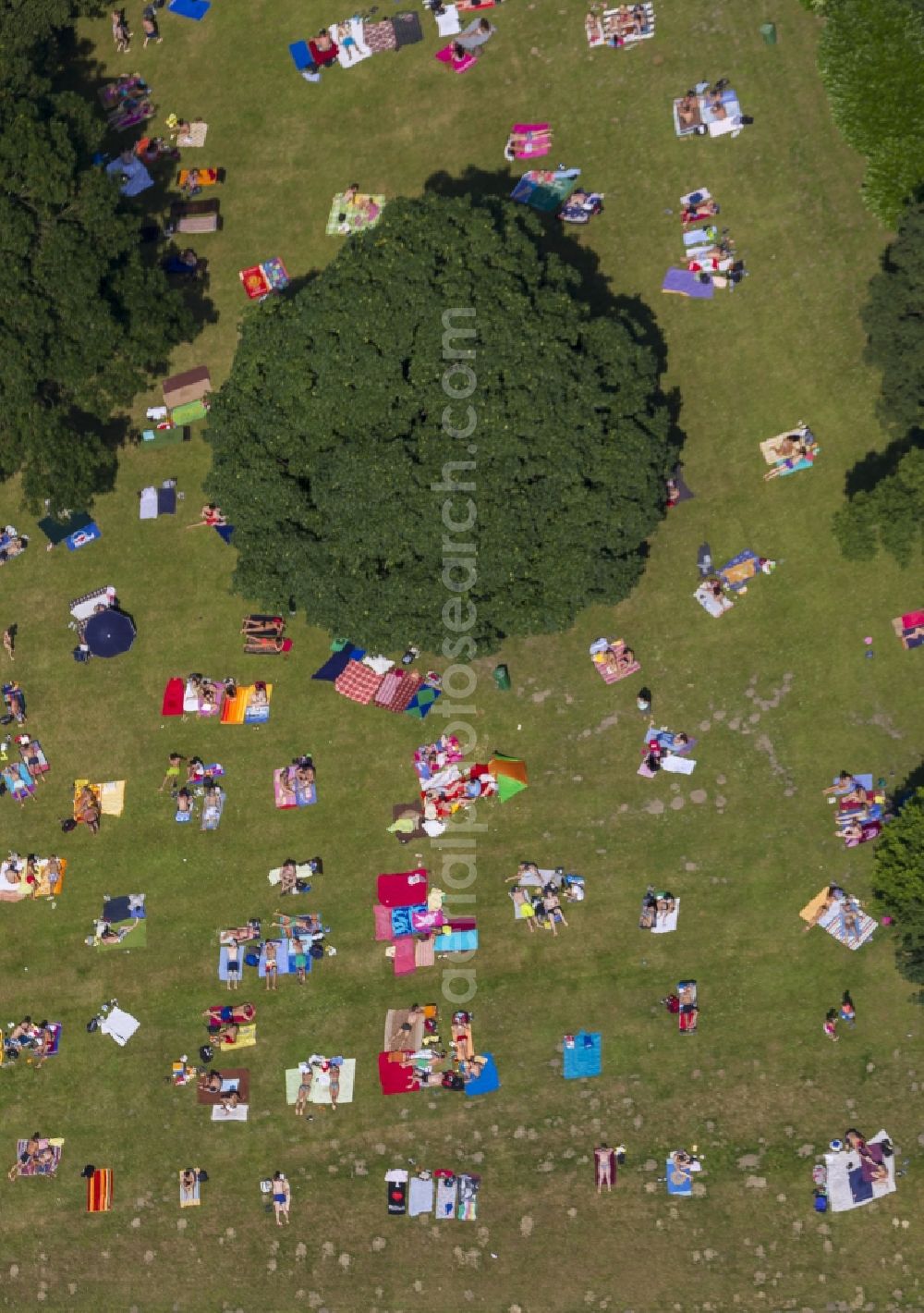 Aerial image Bochum - Lawn in the pool Werne in Bochum in the Ruhr area in North Rhine-Westphalia