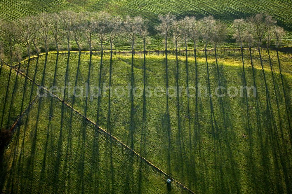 Aerial image Dorsten - Blick auf eine Baumreihe in den Lippeauen. Avenue in the meadows of the river Lippe.