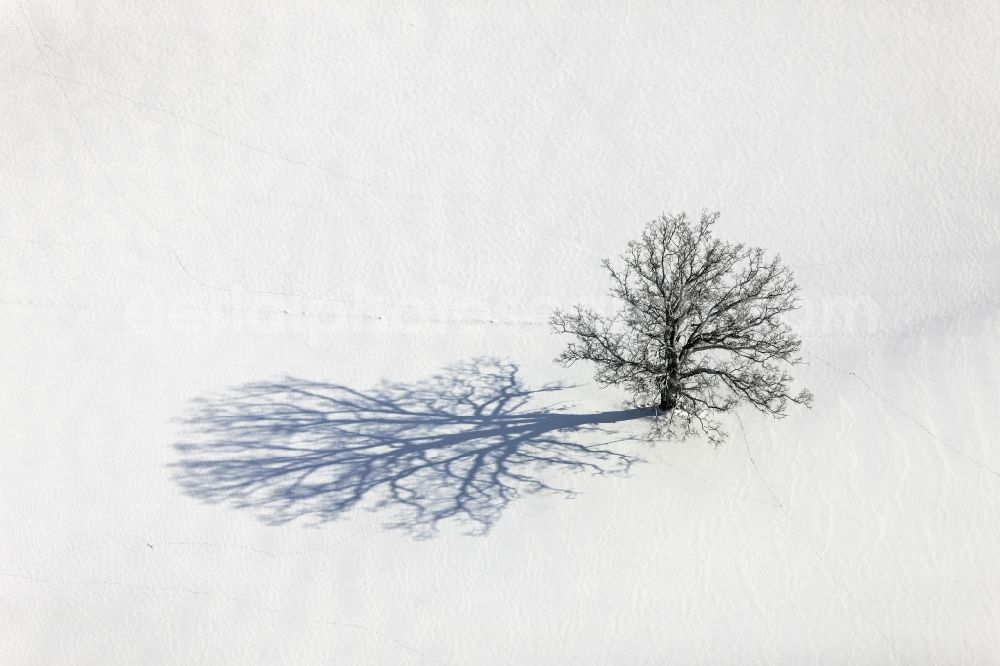 Aerial image Eching - Aerial view of a triple tree with strong shadow on snow field near Heinzel Winkl in Eching in Bavaria