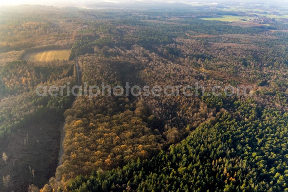 Aerial image Haltern am See - Aerial view of the forest area at Hasenberg with tree clearance for a former tank road in the former military training area in the district of Lochtrup in Haltern am See in the Ruhr area in North Rhine-Westphalia, Germany