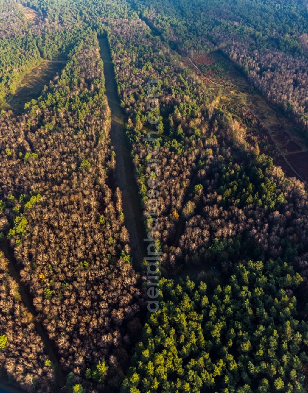 Haltern am See from above - Aerial view of the forest area at Hasenberg with tree clearance for a former tank road in the former military training area in the district of Lochtrup in Haltern am See in the Ruhr area in North Rhine-Westphalia, Germany