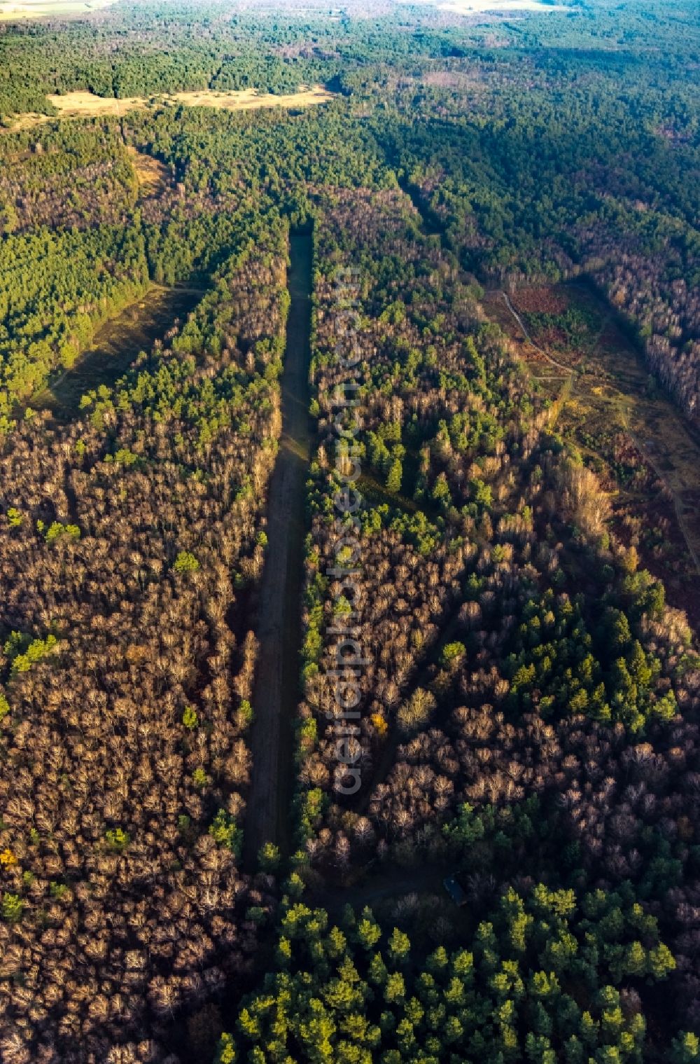 Haltern am See from the bird's eye view: Aerial view of the forest area at Hasenberg with tree clearance for a former tank road in the former military training area in the district of Lochtrup in Haltern am See in the Ruhr area in North Rhine-Westphalia, Germany