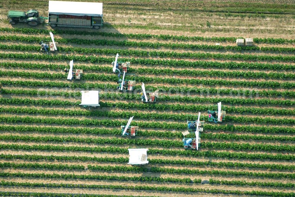 Aerial photograph Wagshurst - Luftsicht auf die Erdbeerernte auf einem Feld bei Wagshurst in Baden-Württemberg