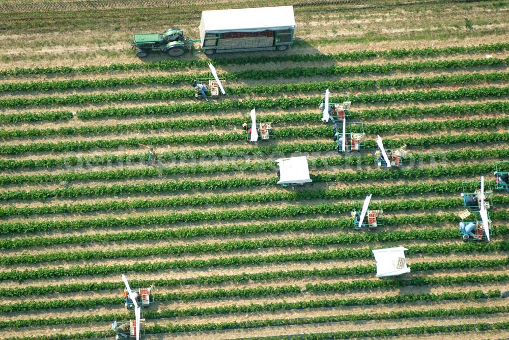 Wagshurst from above - Luftsicht auf die Erdbeerernte auf einem Feld bei Wagshurst in Baden-Württemberg