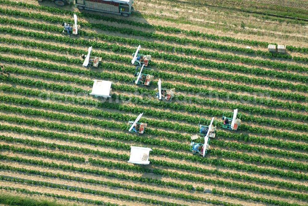 Wagshurst from the bird's eye view: Luftsicht auf die Erdbeerernte auf einem Feld bei Wagshurst in Baden-Württemberg