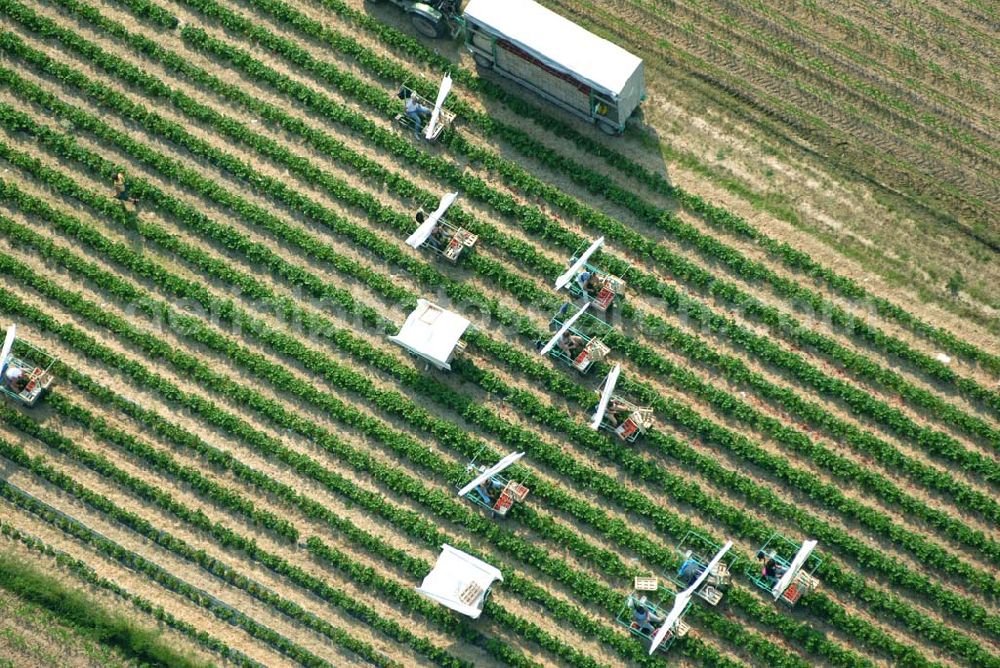 Aerial image Wagshurst - Luftsicht auf die Erdbeerernte auf einem Feld bei Wagshurst in Baden-Württemberg