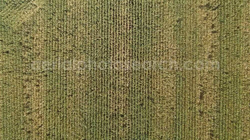 Barum from above - Cornfield near Barum in the state Lower Saxony, Germany