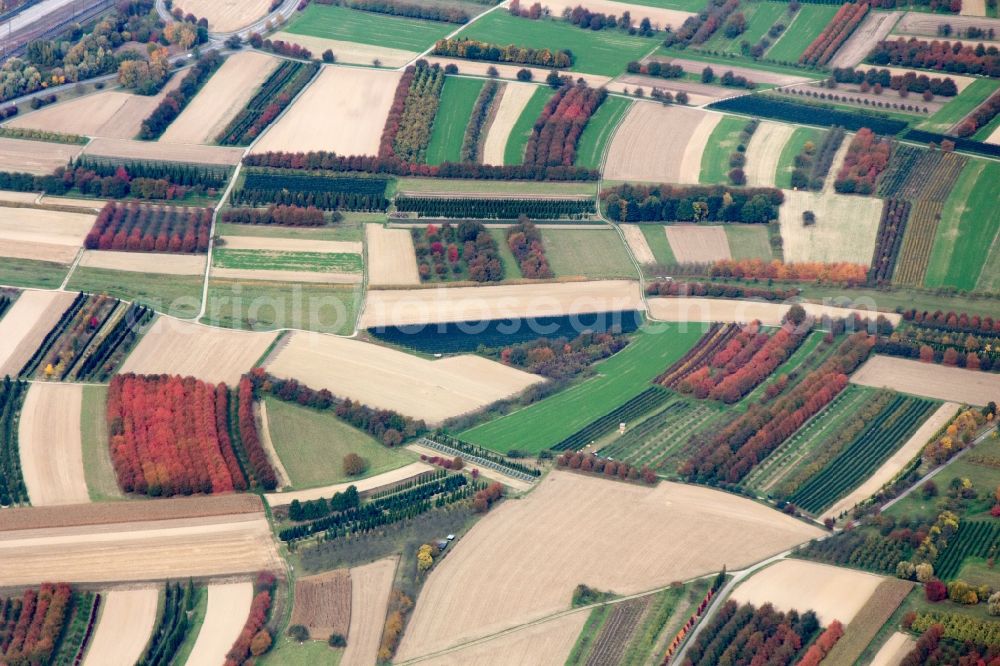 Aerial photograph Oberkirch - Sea colorful colored leaves on the treetops in an autumnal deciduous tree - woodland in Oberkirch in the state Baden-Wuerttemberg