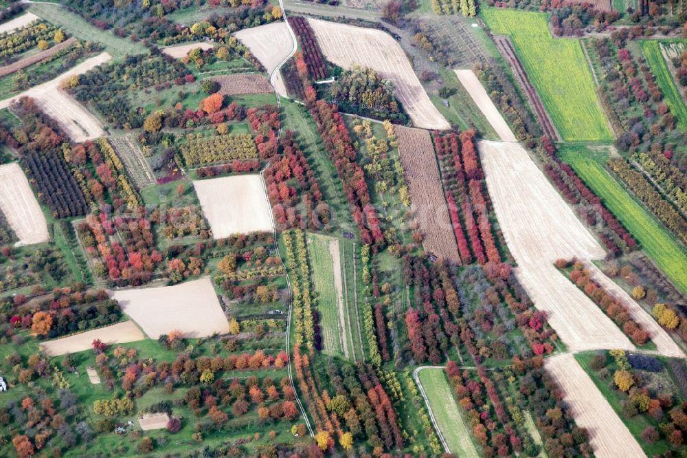 Oberkirch from the bird's eye view: Sea colorful colored leaves on the treetops in an autumnal deciduous tree - woodland in Oberkirch in the state Baden-Wuerttemberg