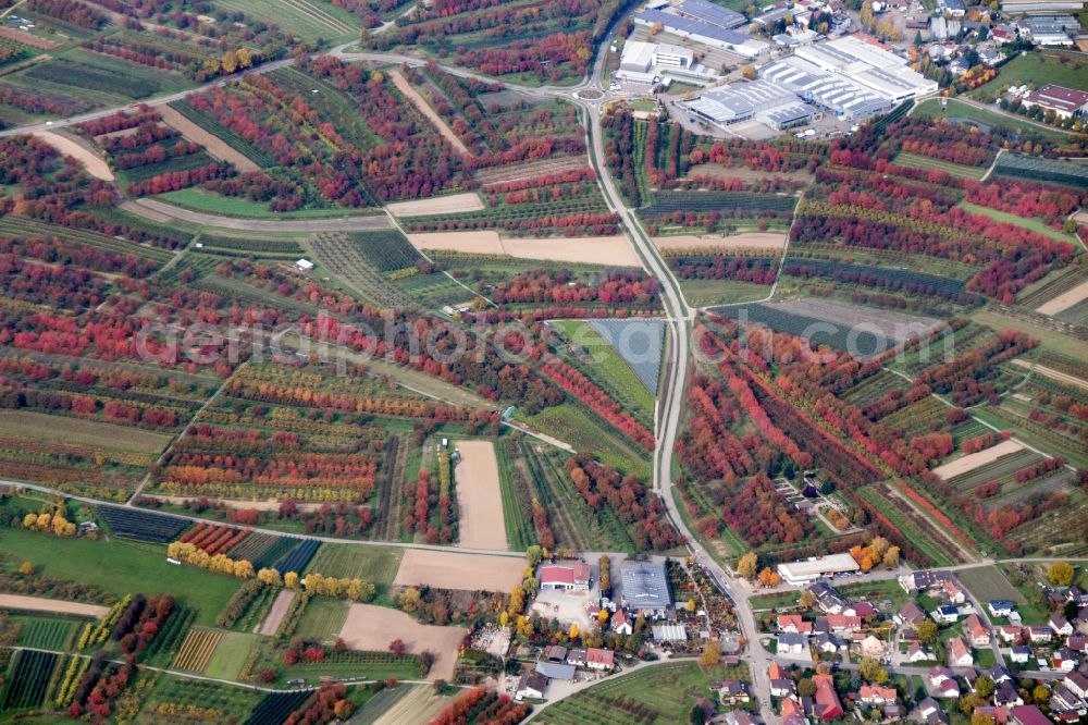 Oberkirch from above - Sea colorful colored leaves on the treetops in an autumnal deciduous tree - woodland in Oberkirch in the state Baden-Wuerttemberg