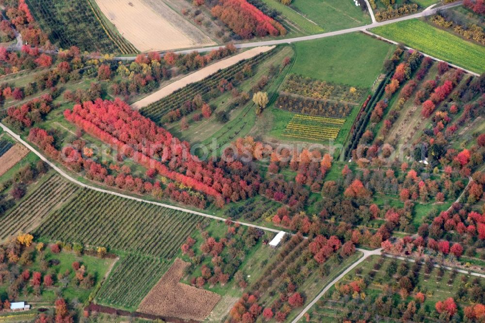 Oberkirch from above - Sea colorful colored leaves on the treetops in an autumnal deciduous tree - woodland in Oberkirch in the state Baden-Wuerttemberg