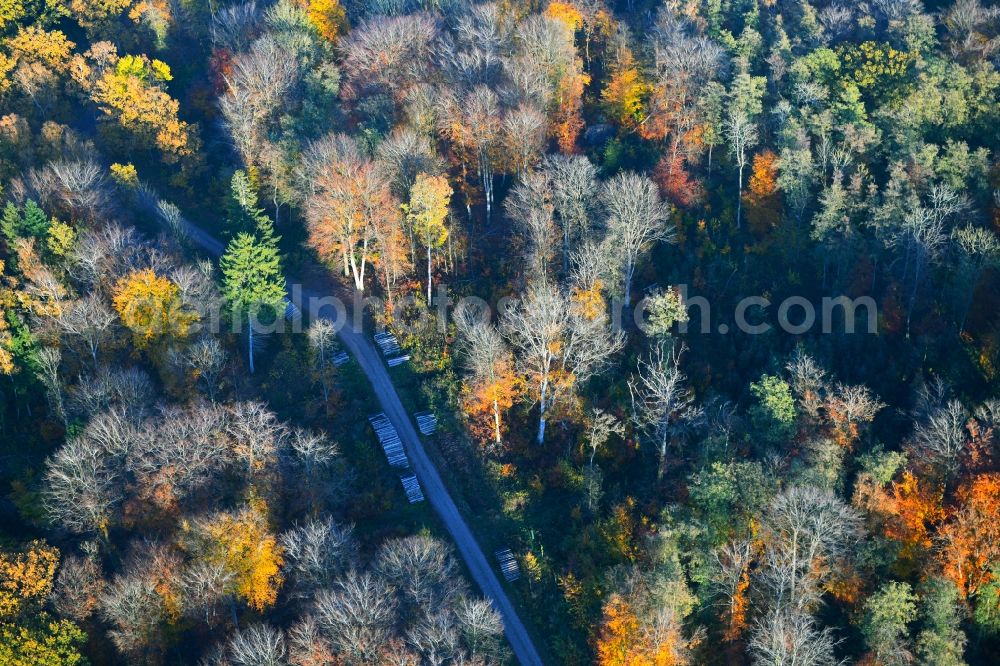 Aerial image Ahrenshagen-Daskow - Sea colorful colored leaves on the treetops in an autumnal deciduous tree - woodland in Ahrenshagen-Daskow in the state Mecklenburg - Western Pomerania, Germany