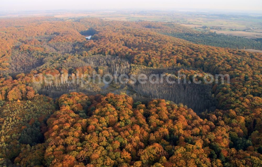 Altkünkendorf from above - Sea colorful colored leaves on the treetops in an autumnal deciduous tree - woodland in Altkuenkendorf in the state Brandenburg