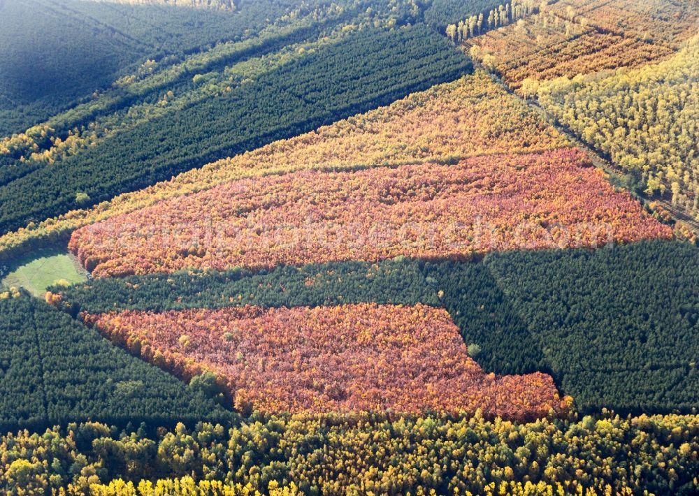 Aerial photograph Bad Neustadt - Sea colorful colored leaves on the treetops in an autumnal deciduous tree - woodland in Bad Neustadt in the state Bavaria