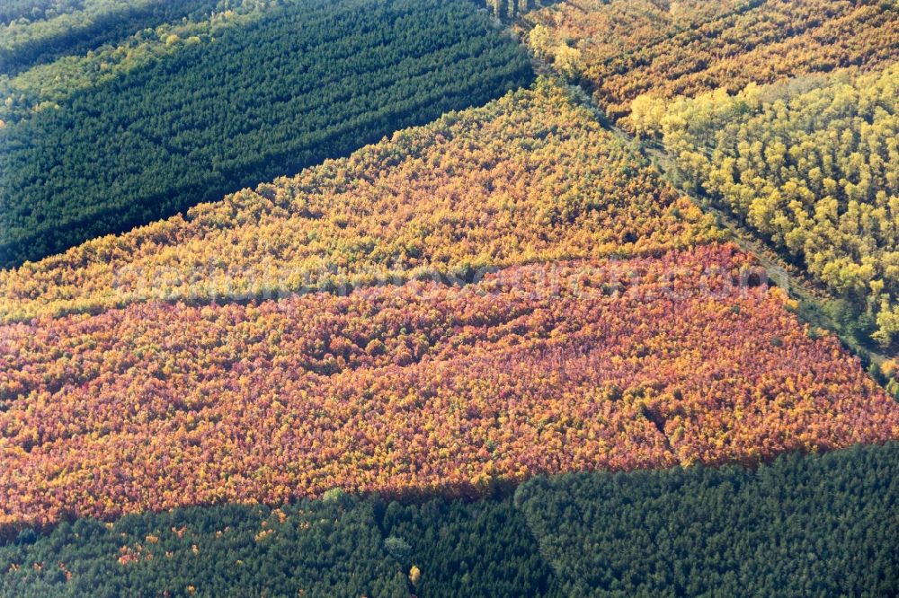 Bad Neustadt from above - Sea colorful colored leaves on the treetops in an autumnal deciduous tree - woodland in Bad Neustadt in the state Bavaria