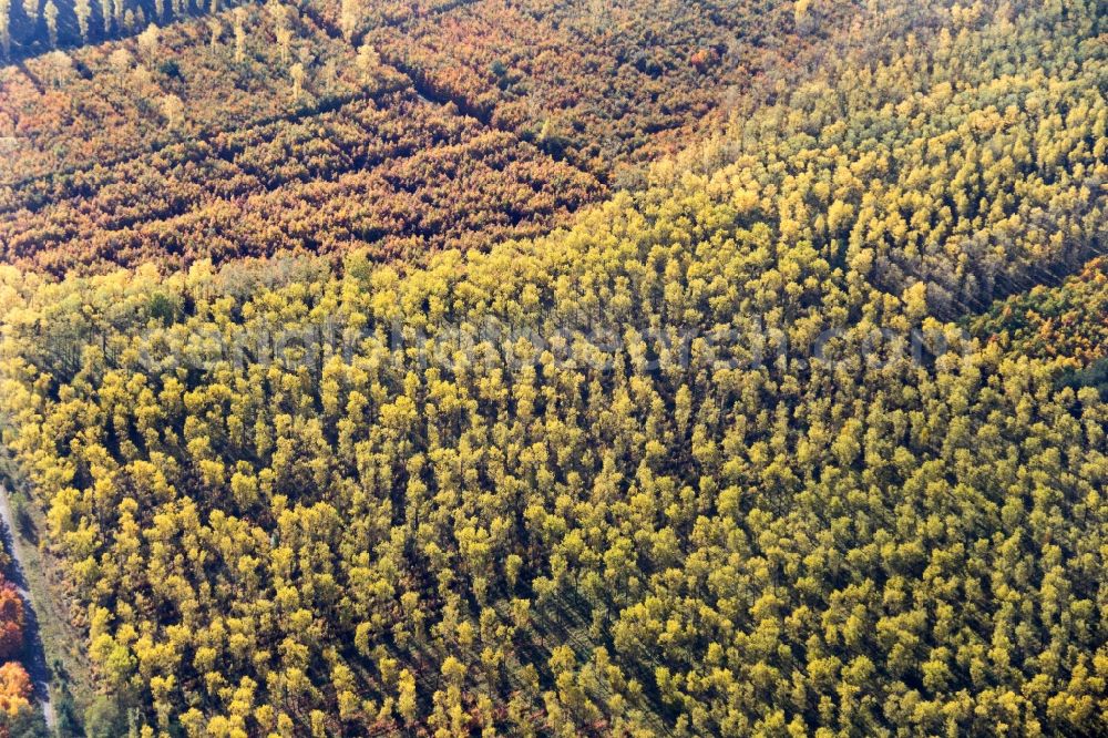 Bad Neustadt from the bird's eye view: Sea colorful colored leaves on the treetops in an autumnal deciduous tree - woodland in Bad Neustadt in the state Bavaria