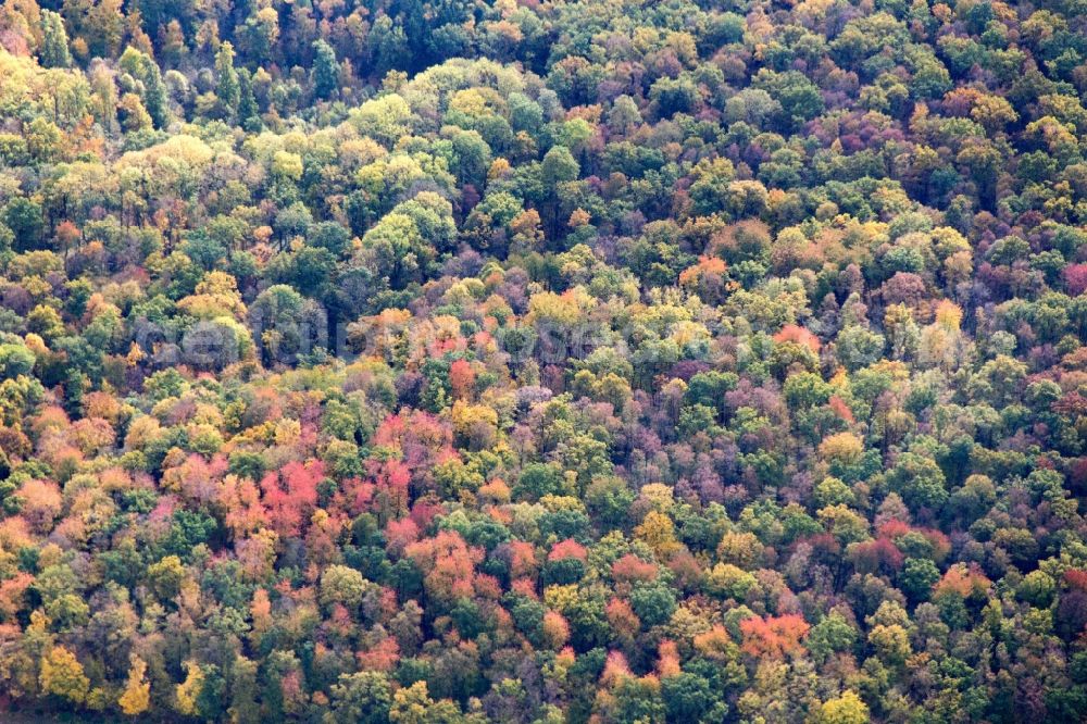 Aerial image Bad Neustadt - Sea colorful colored leaves on the treetops in an autumnal deciduous tree - woodland in Bad Neustadt in the state Bavaria