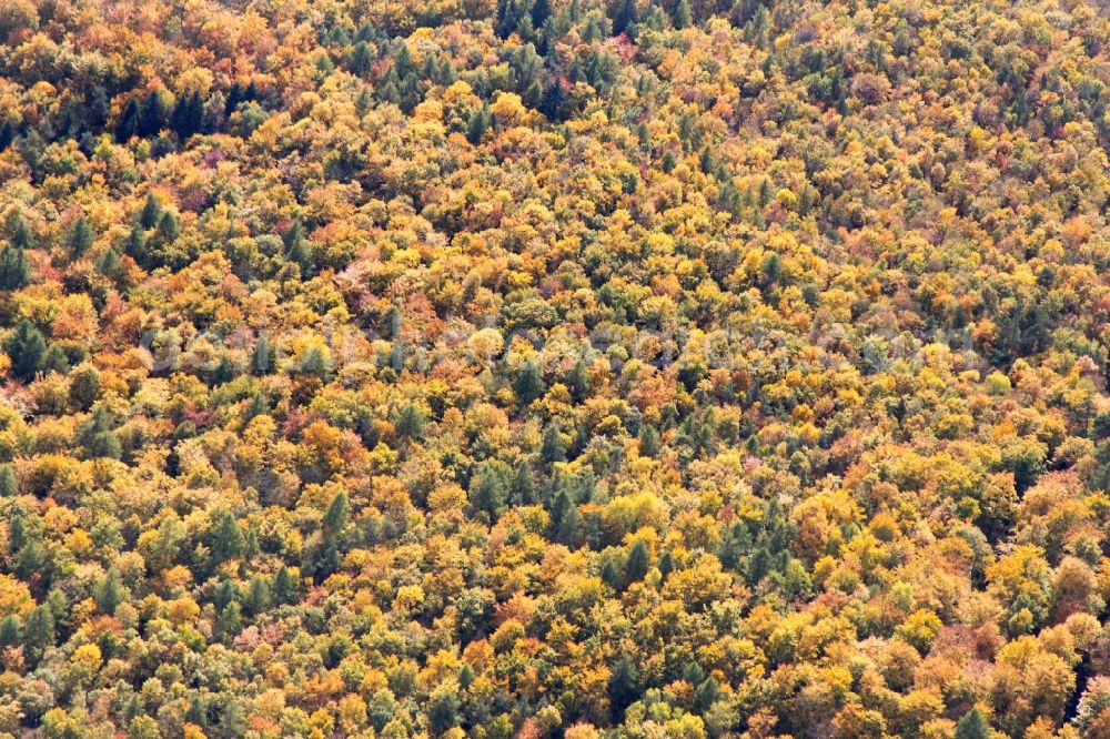 Bad Neustadt from above - Sea colorful colored leaves on the treetops in an autumnal deciduous tree - woodland in Bad Neustadt in the state Bavaria