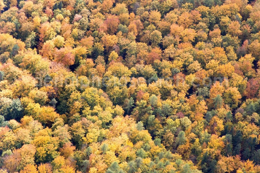 Bad Neustadt from the bird's eye view: Sea colorful colored leaves on the treetops in an autumnal deciduous tree - woodland in Bad Neustadt in the state Bavaria