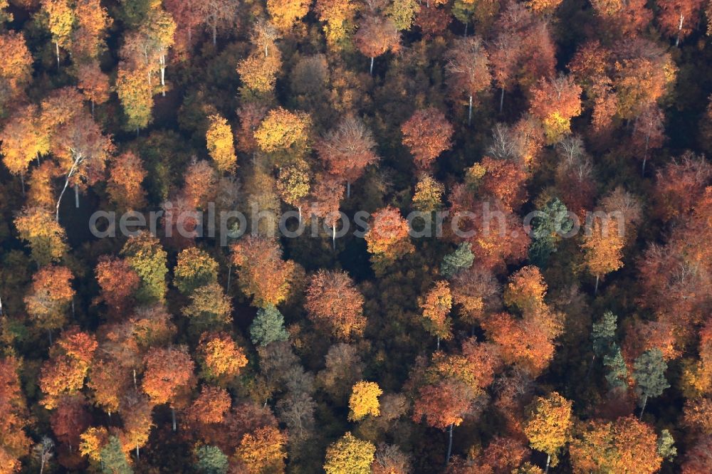 Aerial image Marienwerder - Sea colorful colored leaves on the treetops in an autumnal deciduous tree - woodland near Marienwerder in the state Brandenburg