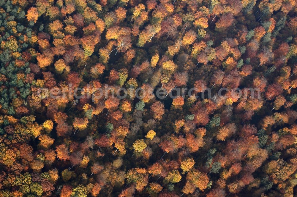 Aerial photograph Marienwerder - Sea colorful colored leaves on the treetops in an autumnal deciduous tree - woodland near Marienwerder in the state Brandenburg