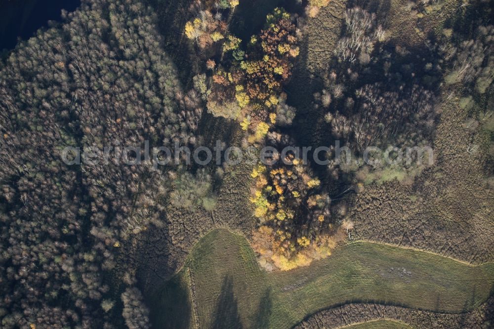 Aerial image Marienwerder - Sea colorful colored leaves on the treetops in an autumnal deciduous tree - woodland near Marienwerder in the state Brandenburg