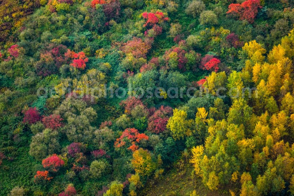 Aerial photograph Dortmund - Sea colorful colored leaves on the treetops in an autumnal deciduous tree - woodland in Mengede in the state North Rhine-Westphalia