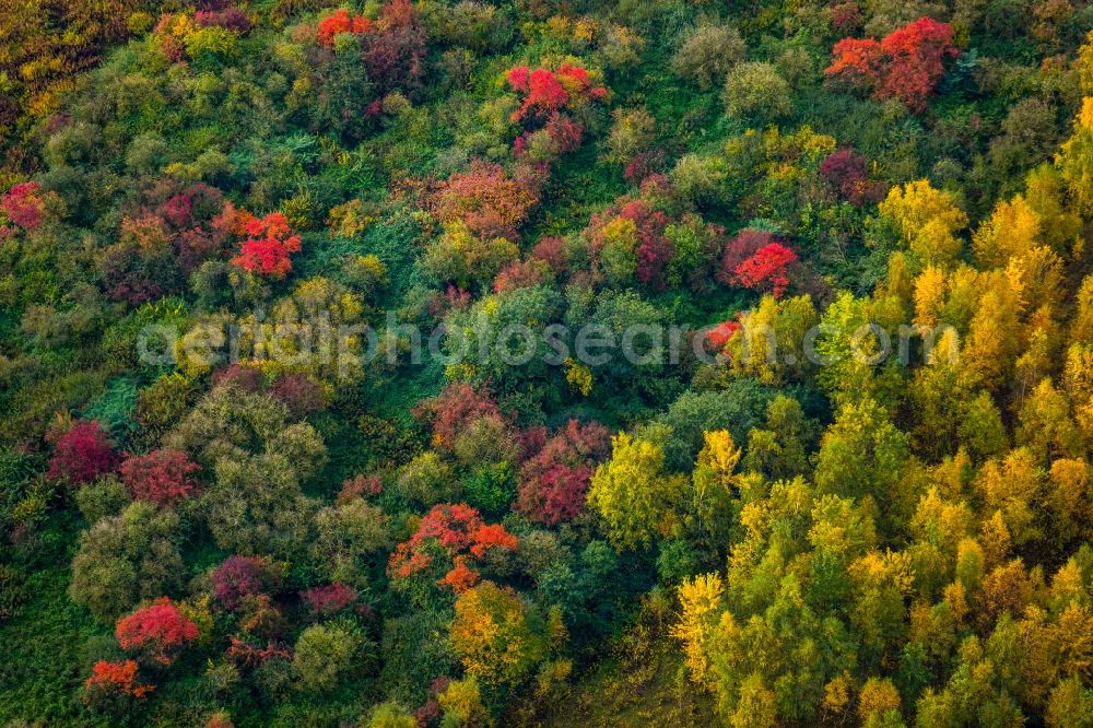 Dortmund from the bird's eye view: Sea colorful colored leaves on the treetops in an autumnal deciduous tree - woodland in Mengede in the state North Rhine-Westphalia