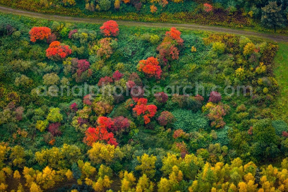 Aerial image Dortmund - Sea colorful colored leaves on the treetops in an autumnal deciduous tree - woodland in Mengede in the state North Rhine-Westphalia